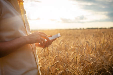 A young man agronomist uses modern technology in a wheat field. Ripe barley, sunset. The specialist calculates losses from rains and bad weather. Profit, well-being of agriculture. Agrarian countryの写真素材