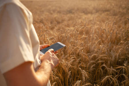 A young man agronomist uses modern technology in a wheat field. Ripe barley, sunset. The specialist...