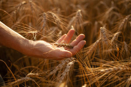 A man agronomist checks the quality of the crop. Ripe wheat, a field of barley. A human hand against...