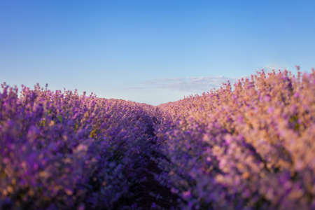 Beautiful lavender field at sunset. Flowers with essential oil. Agricultural business. A flowering...