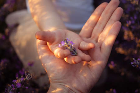 Mother and daughter in a lavender field. Hands hold purple pink flowers. Love, happiness, pleasure, tranquility, unity with nature. Essential oils. The smell of summer. childの写真素材