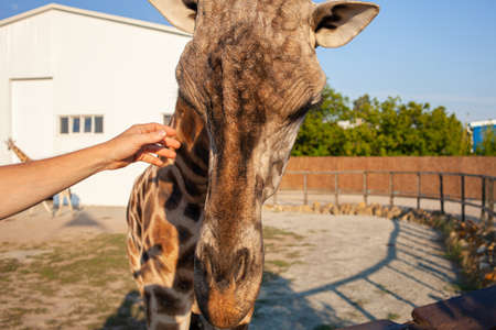 beautiful man strokes a giraffe in the biopark. Close communication with wild African animals. A tourist happy, enjoys. Taking care. Vegetarian. businessの写真素材