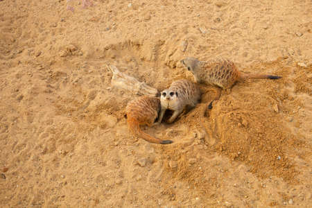 meerkats in the biopark, sit on sand, dig, natural habitat. Beautiful animals, business tourism. small rodentsの写真素材