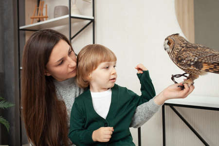 Mom and son keep an owl, an exotic pet, indoor. The nocturnal predator sits on the arm, care, poultry, tamed. Long-eared owl in the room. family sheltered the birdの写真素材