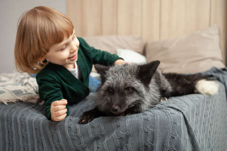 A child and a fox lie on the bed, an exotic pet, a predator indoor. Brown fox in the room, care and...