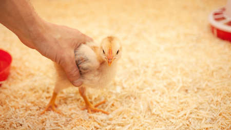 small chicken in chicken coop, sawdust litter, bird breeding, concept of ecological. bird in handの写真素材