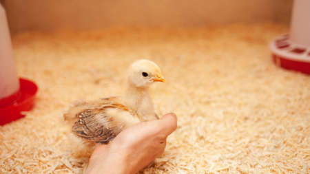 small chicken in chicken coop, sawdust litter, bird breeding, concept of ecological. bird sitting in...