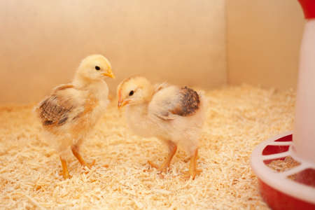 Small chicks in wooden chicken coop, copy space, indoors. Beautiful newborn birds.