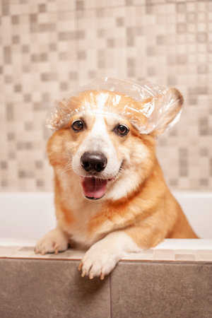 corgi washes in bathroom, funny hat on ears, water procedures, taking care of pet, happy dog.の写真素材