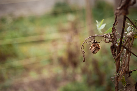 Bad harvest, rotten vegetables, drought. concept of world hunger, food crisis. empty space for text