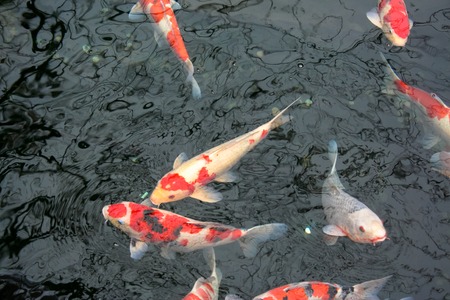 Japanese fish Koi swimming in the pondの写真素材