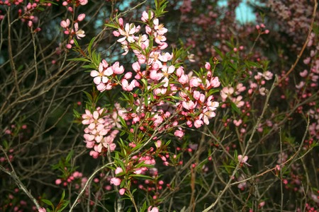First blooming pink wild almond, spring, Novosibirskの写真素材
