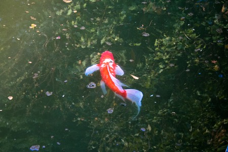 Red japanese koi slowly swimming in the pondの写真素材