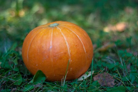 ripe orange small pumpkin on the grassの写真素材