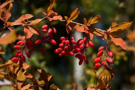 Berberis vulgaris ripe red berries at the twigの写真素材