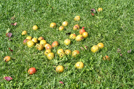 lots of ripe pears on the grassの写真素材