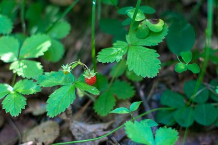a berry of wild strawberry among leavesの写真素材