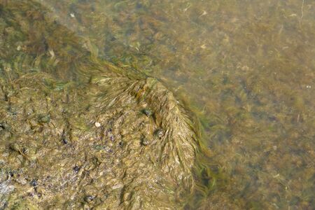 mud and algae with shells of snails in the waterの写真素材