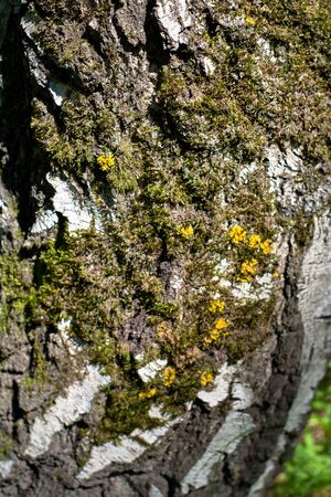 lichen and moss on the treeの写真素材