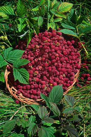wild raspberries (Rubus idaeus) in the basket