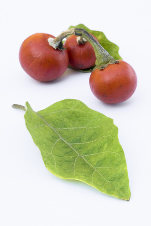 fruit and leaves of Cannibal's Tomato (Solanum uporo).の写真素材