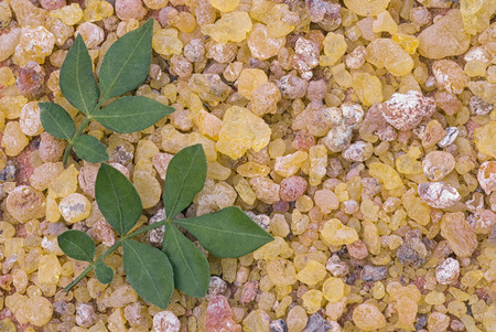 Frankincense (Boswellia Papyrifera), resin and leaves, Incense from Etiopia.の写真素材