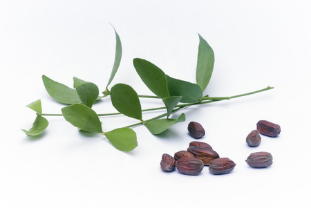 Jojoba (Simmondsia chinensis) leaves and seeds isolated on withe beckgroundの写真素材
