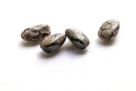 Chia seeds (Salvia hispanica), high magnification macro (4:1), the subject is 2mm long. White backgroundの写真素材