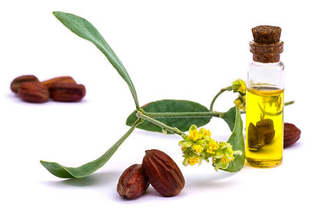 Jojoba (Simmondsia chinensis) oil, leaves, flower and seeds isolated on withe beckgroundの写真素材