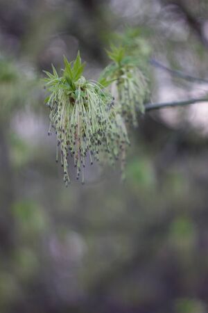 Blossom of maple maple in early spring on a cloudy day. maple flowers.