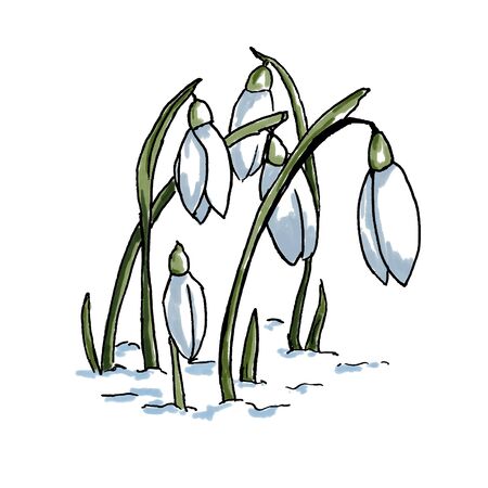 snowdrops illustration in the graphics. color spring flowers. Illustration for postcards, booksの写真素材