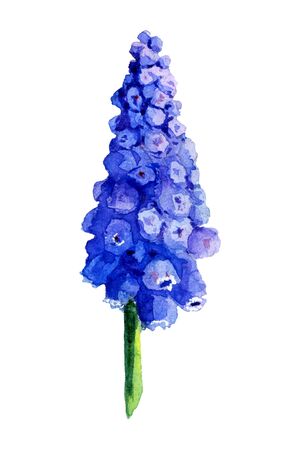 Blue Muscari inflorescence on a green stalk. Watercolor spring flowers on a white background. isolated deep blue flowerの写真素材