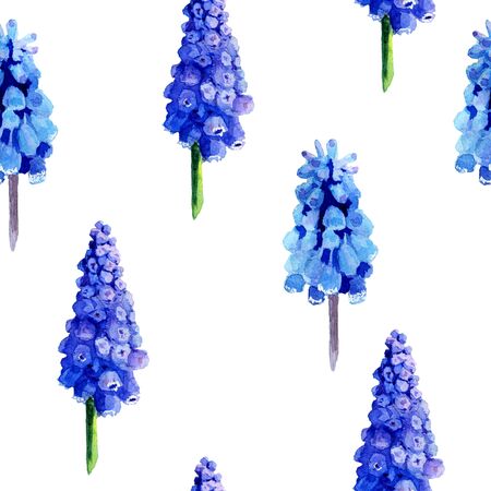 Muscari inflorescence on brown and green stalks. Watercolor and spring flowers on a white background. isolated. Blue flower pattern. fabric, wallpaper, wrappingの写真素材