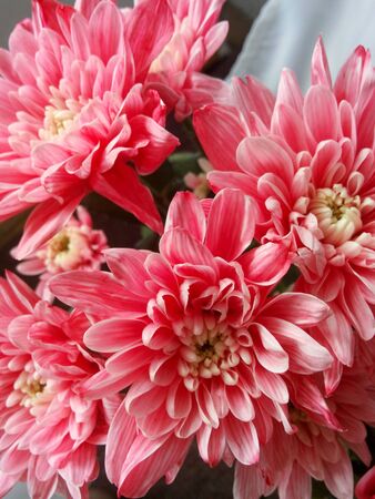 pink chrysanthemum. white chrysanthemum that is colored in coral. Bright flowersの写真素材