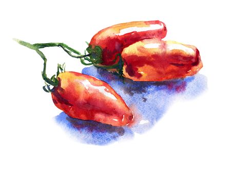 Watercolor tomato illustration. A red tomato that looks like pepper with a blue shadow .. a long-shaped tomato.の写真素材