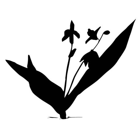 WebBlack silhouette of spring flower. Scilla flower. Flowers for decoration. Vector illustration isolated on white background. Web site page and mobile app designのイラスト素材