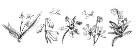 Set of Scilla flowers in the graphics. black and white spring flowers. Illustration for postcards, books, label, packaging, Botanical illustration. Scyllaの写真素材