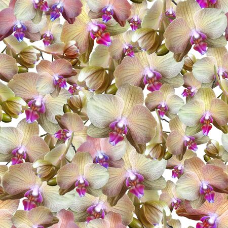 Delicate cream-colored orchid flowers with a pink middle background. Seamless floral pattern for fabric, textile, wrapping paper. Tropical flowersの写真素材