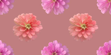 Pink zinnia on light redの写真素材