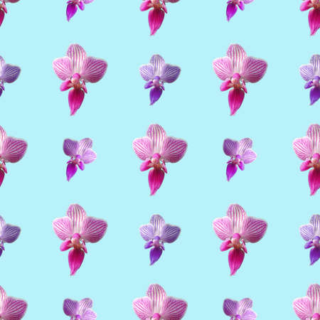 Pink orchid on blue background. Isolated flowers. Seamless floral pattern for fabric, textile, wrapping paper. Tropical flower.の写真素材