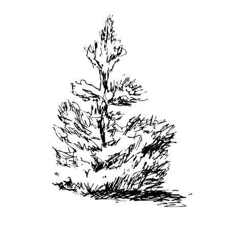 Black and white illustration of spruce, coniferous plant. lush cone-shaped plant. tree in wood.のイラスト素材