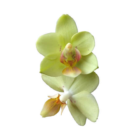 Isolated yellow orchid. Beautiful yellow fpalenopsis. floral branch. Beautiful yellow orchid isolated, great design for any purposeの写真素材