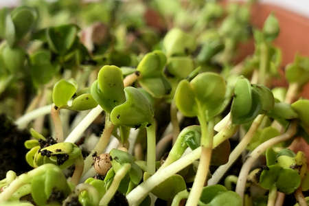 Microgreen Radish. fresh healthy food. Growing food. spring season. healthy mealの写真素材