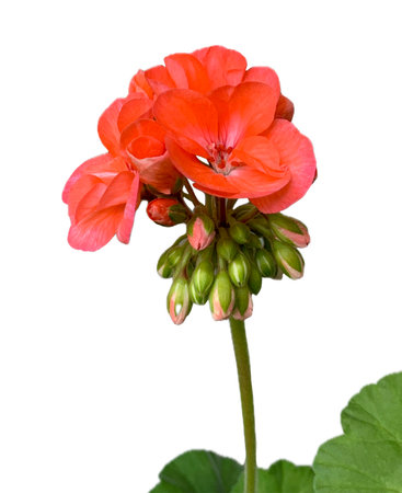 Geranium flower isolated on white background. Clipping path included.の写真素材