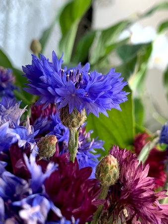 Blue cornflowers and purple cornflowers in a bouquet