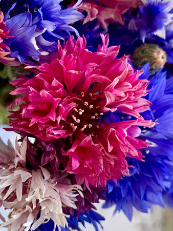 Beautiful bouquet of cornflowers in blue and pink colorsの写真素材