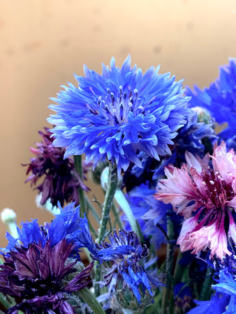 Beautiful cornflowers in a bouquet on a brown backgroundの写真素材