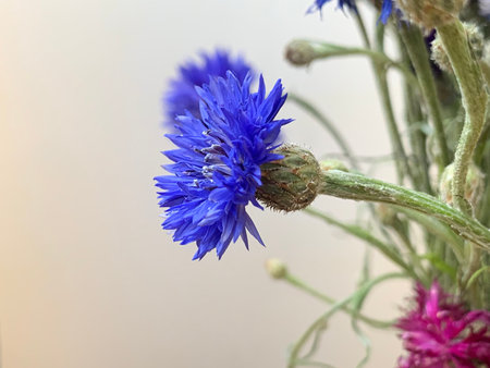 Beautiful cornflowers in a vase on a light backgroundの写真素材