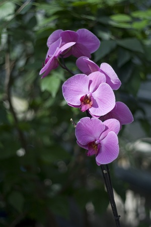 Purple orchidの写真素材