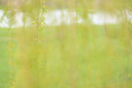 Spring gentle pastel background with blossoming willow branchesの写真素材